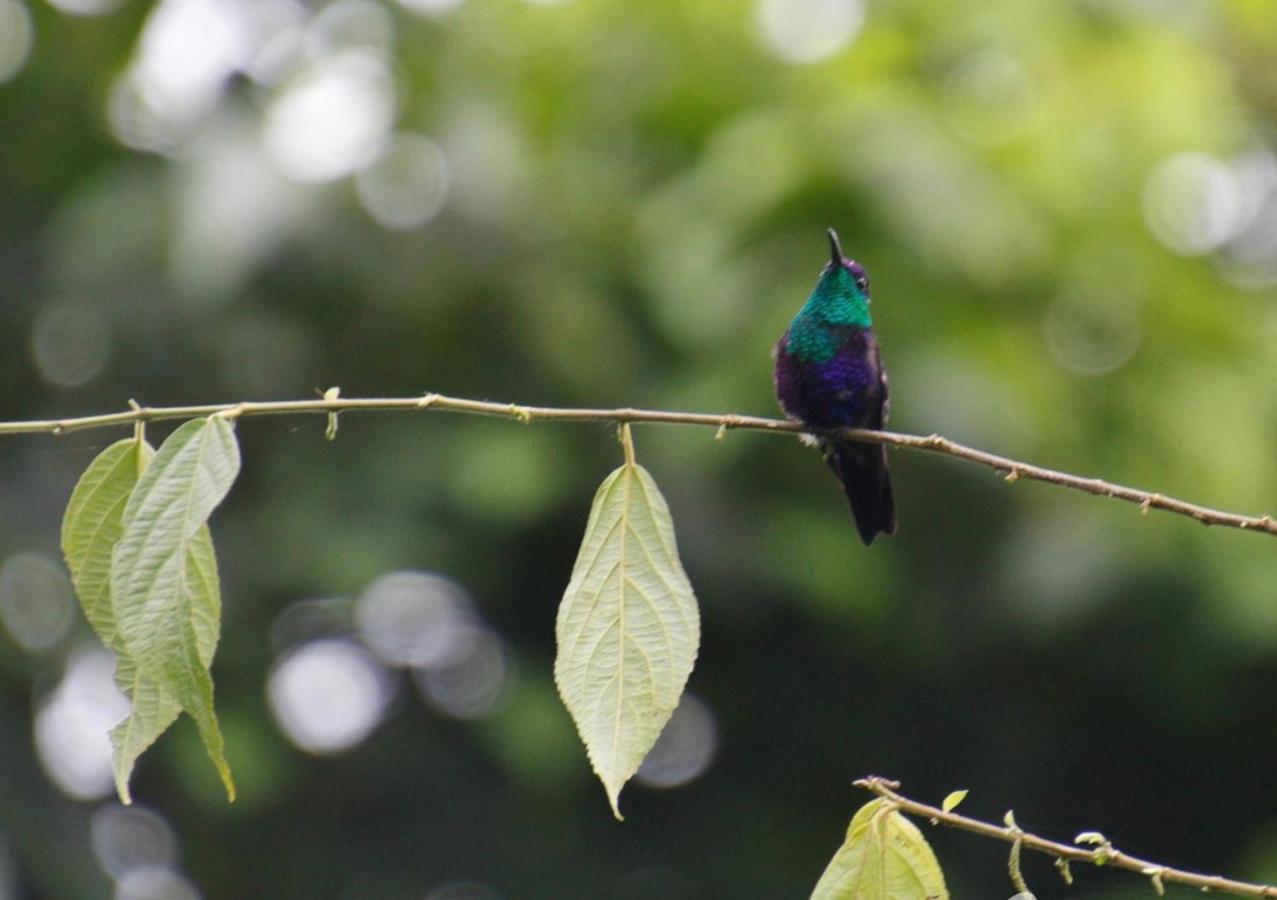 Villa Tucan La Fortuna 외부 사진