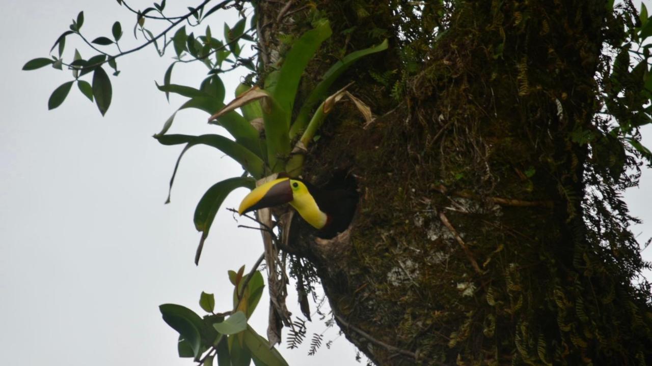 Villa Tucan La Fortuna 외부 사진