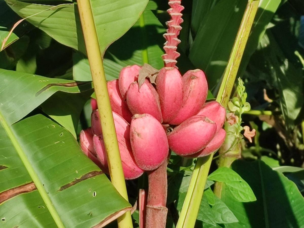 Villa Tucan La Fortuna 외부 사진