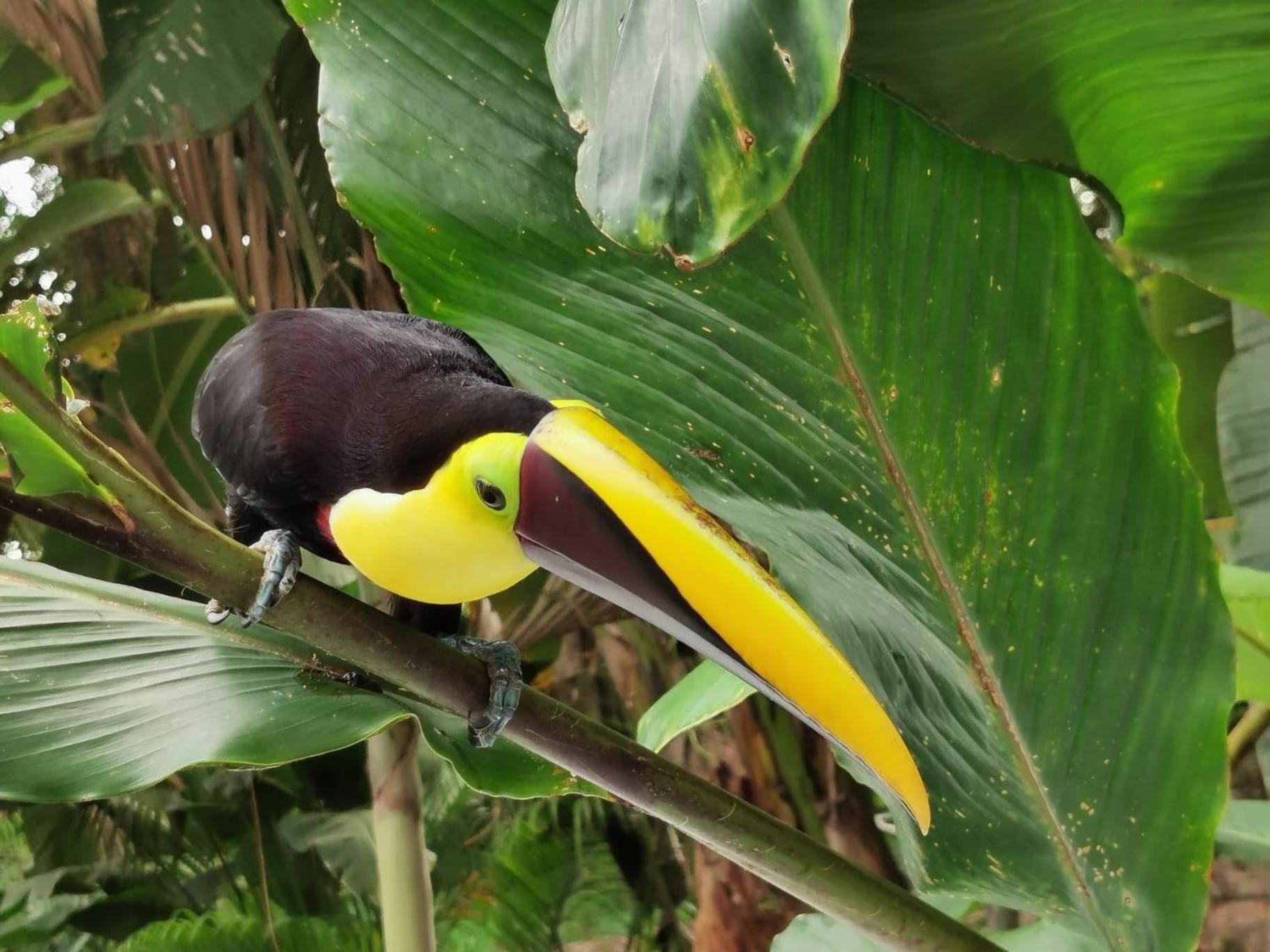 Villa Tucan La Fortuna 외부 사진