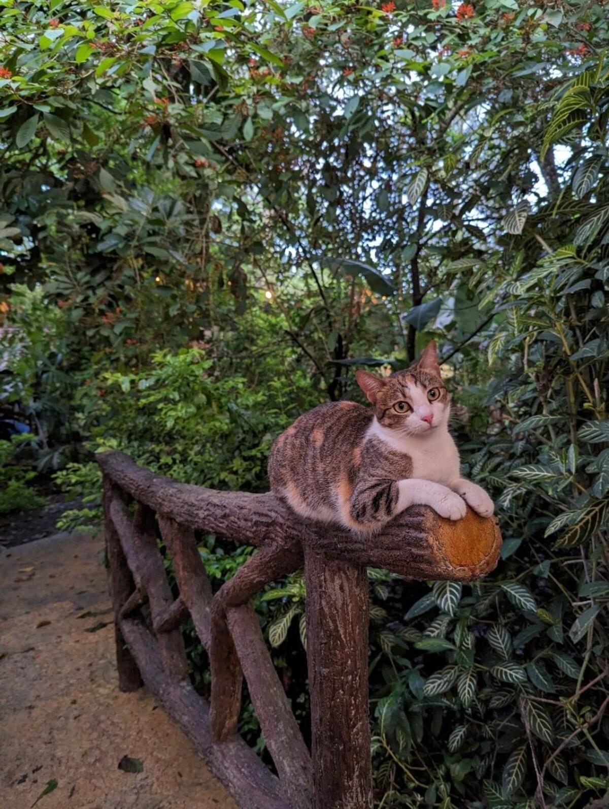 Villa Tucan La Fortuna 외부 사진